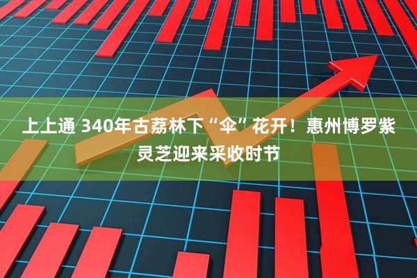 上上通 340年古荔林下“伞”花开！惠州博罗紫灵芝迎来采收时节