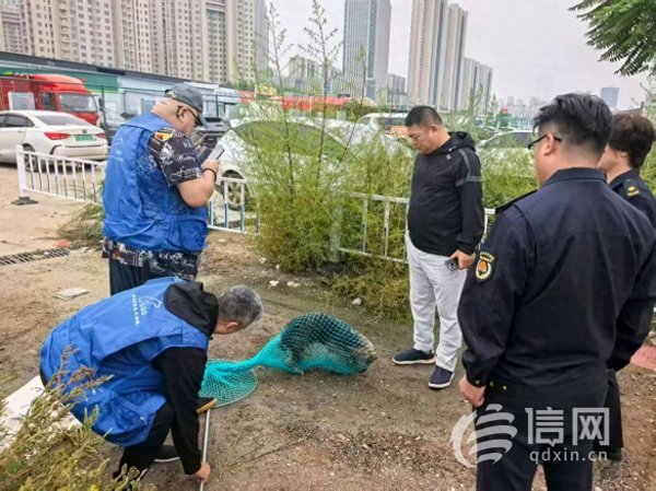 三羊财务 解民忧、护安全 崂山区全力推进文明养犬长效治理